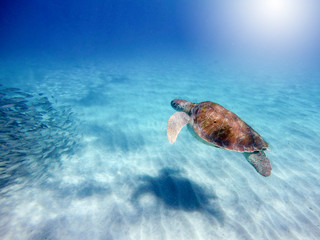 Wasserschildkröte