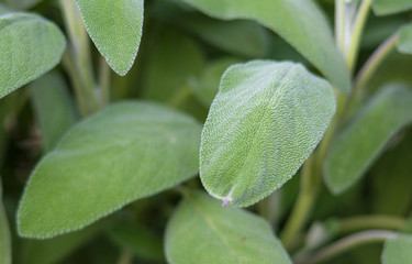 pianta di salvia