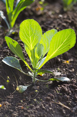 piantina di cavolo nell'orto