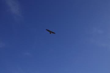 a beautiful gypaetus barbatus in the air on a blue sky