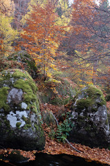 autumn in the forest
