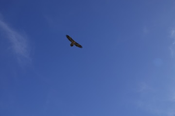 a beautiful gypaetus barbatus in the air on a blue sky