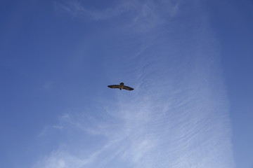Fototapeta na wymiar a beautiful gypaetus barbatus in the air on a blue sky