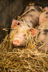 Schwein