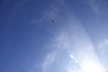 Naklejka na ściany i meble a beautiful gypaetus barbatus in the air on a blue sky