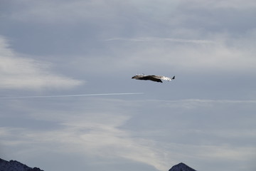 a beautiful gypaetus barbatus in the air on a blue sky