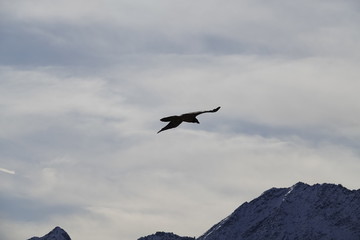 a beautiful gypaetus barbatus on the sky with the alps in the backgrund in the national park