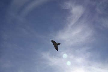 a beautiful gypaetus barbatus in the air on a blue sky