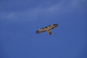 a beautiful gypaetus barbatus in the air on a blue sky