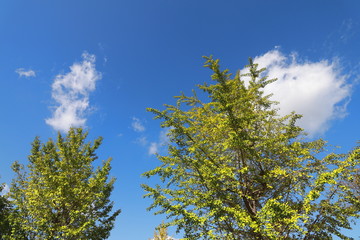 Fototapeta premium Ginkgo with autumn leaves, Chiba, Japan