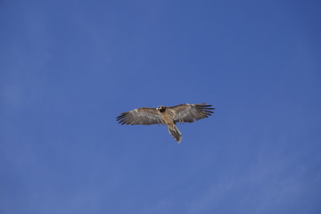 a beautiful gypaetus barbatus in the air on a blue sky