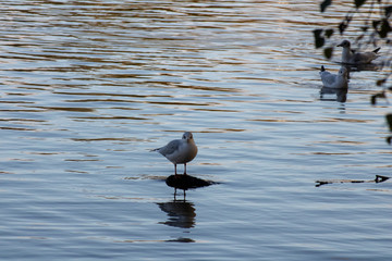 Bird on island in the lake 