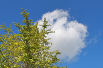 Ginkgo with autumn leaves, Chiba, Japan