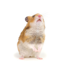 Hamster in a funny pose isolated on white