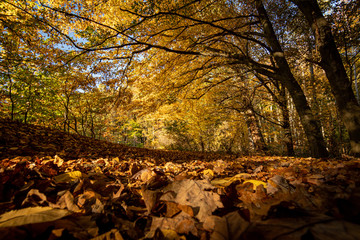 Fallen leaves, trees with yellow and orange leaves, amazing colors, sunlight, low angle. Nature at its best.
