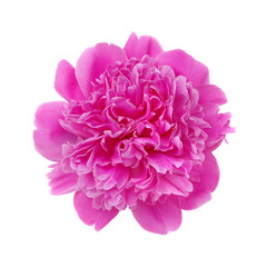 Pink flower isolated on white