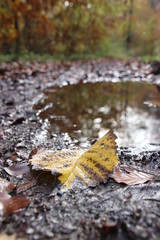 Yellow leaf in autumn forest after the rain has stopped