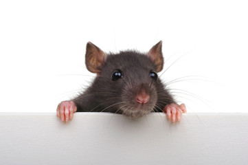 Fototapeta na wymiar Funny rat isolated on white background.
