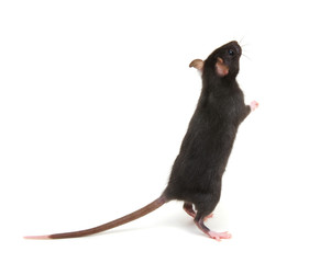 black rat isolated on the white