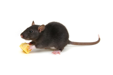 rat and cheese isolated on white