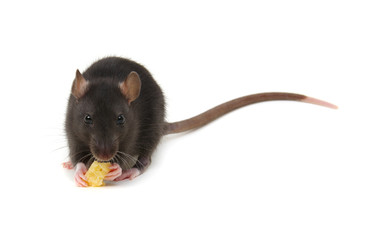 rat and cheese isolated on white
