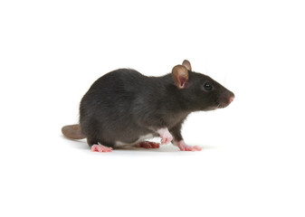 black rat isolated on the white