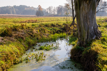 Słoneczny dzień w Dolinie Górnej Narwi, Podlasie, Polska © podlaski49