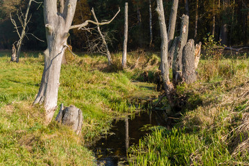 Słoneczny dzień w Dolinie Górnej Narwi, Podlasie, Polska © podlaski49