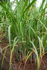 sugar cane