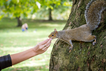 gray squirrel eats walnut from woman's hand.