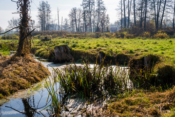 Słoneczny dzień w Dolinie Górnej Narwi, Podlasie, Polska © podlaski49