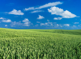 green field and blue sky