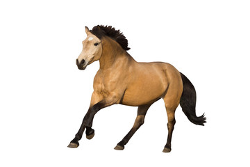 Obraz na płótnie Canvas Dun pony galloping isolated on background
