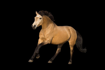 Fototapeta na wymiar Dun pony galloping isolated on background