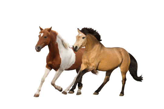 Two ponies galloping isolated on white