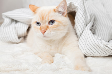 Bored young ginger red mixed breed cat under light gray and white stripped plaid in contemporary bedroom. Pet warms under blanket in cold winter weather. Pets friendly and care concept.