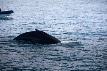 Humpback whale near Húsavík, North Iceland.