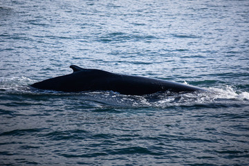 Humpback whale near Húsavík, North Iceland.
