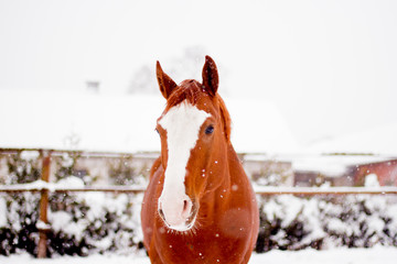 Beautiful chestnut red horse portrait in winter