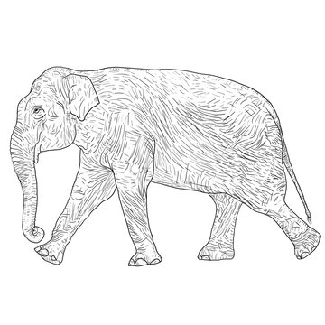 Sketch large African elephant on a white background