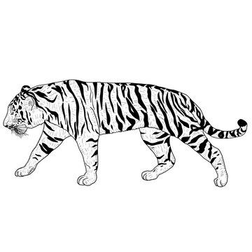 Sketch beautiful tiger on a white background