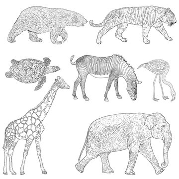 Sketch elephant bear zebra tiger giraffe turtle flamingo on a white background