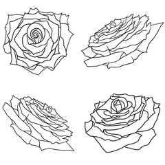 Beautiful set sketch of a rose flower on a white background