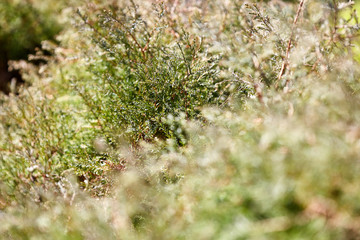 Blur green background. This is green bush and tree that is blurred by camera.