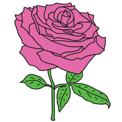 Beautiful sketch red of a rose flower on a white background