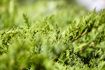 White cedar depth of field bush background