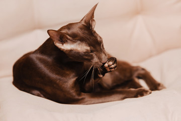 Oriental shorthair chocolate brown kitten lies on a beige background. The cat washes a paw.