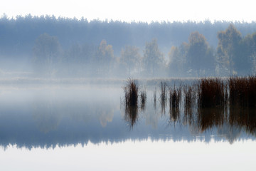 Reed bushes in the middle of the lake. Misty morning on the lake against the background of the forest on the shore.