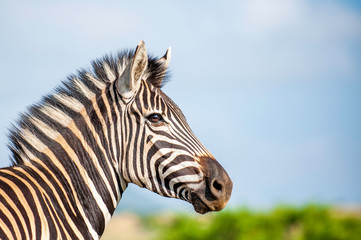 Fototapeta na wymiar Zebra stallion, standing proud against blue sky