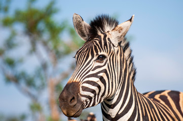 Plakat Zebra stallion, standing proud against blue sky